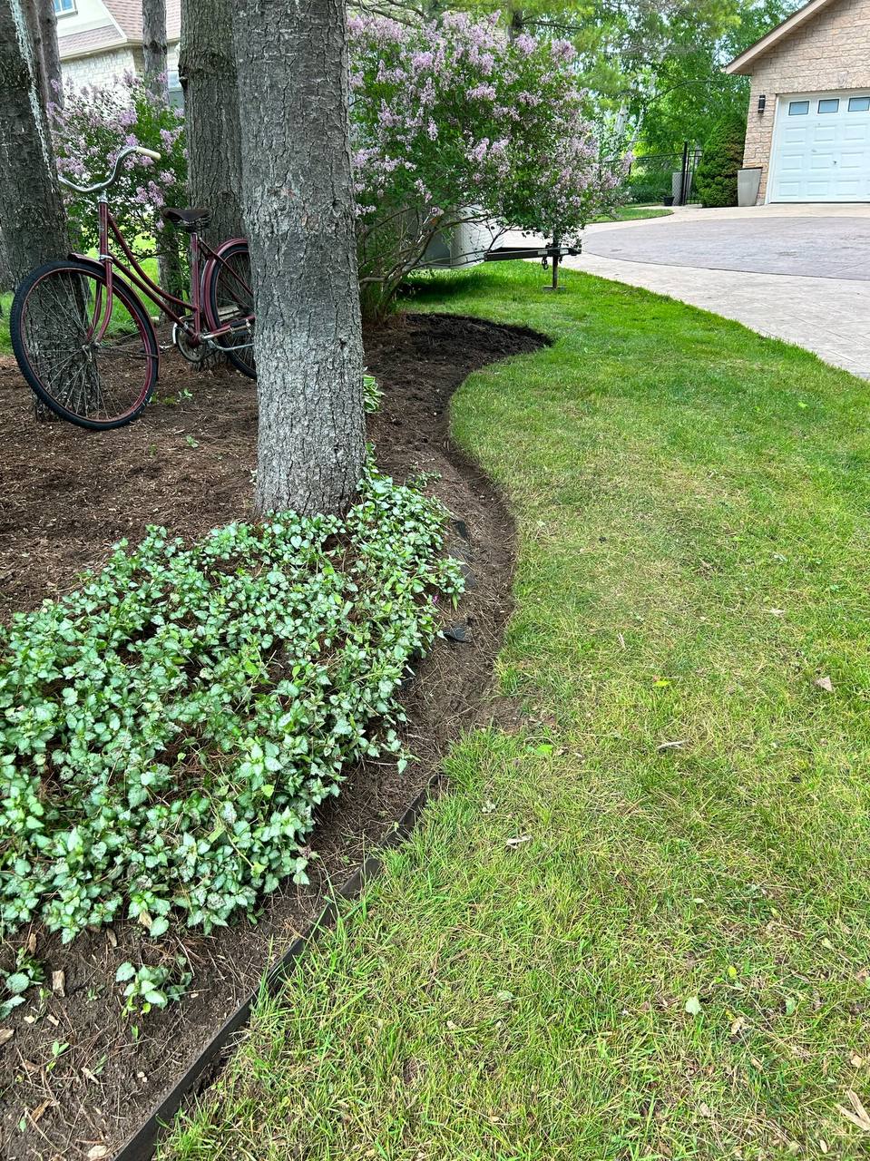 Clean curved garden bed edge around mature trees